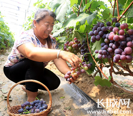 广宗县葡萄风情小镇举办首届采摘节