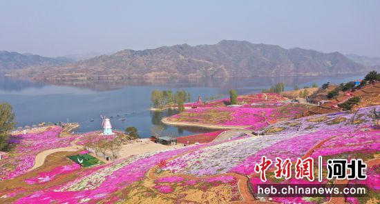 河北省迁西县雨花谷生态观光园，百亩芝樱花争相绽放。 张雪 摄