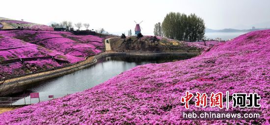 河北省迁西县雨花谷生态观光园，百亩芝樱花争相绽放。 张雪 摄