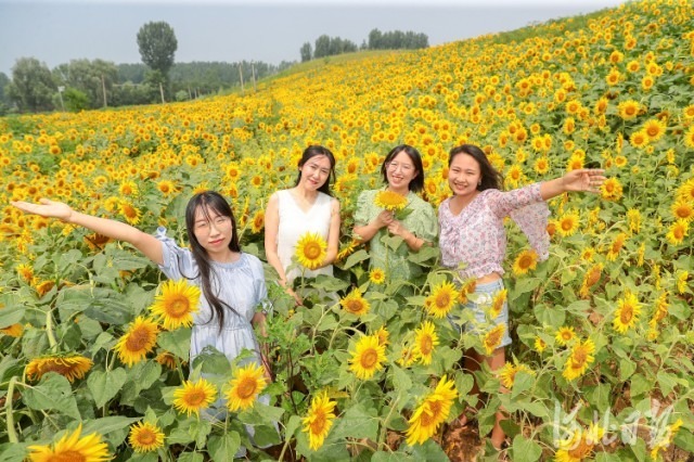 河北秦皇岛市：向日葵花海引客来