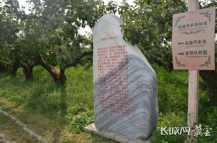 刘老人村梨园景观