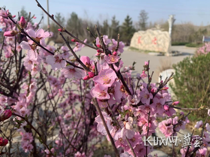 塞北管理区：五月初夏花满城 芬芳四溢拂轻风