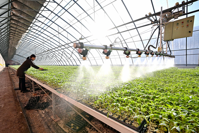 乐竞全站APP登录入口当代农业“排头兵”粮食坐蓐“主力军”