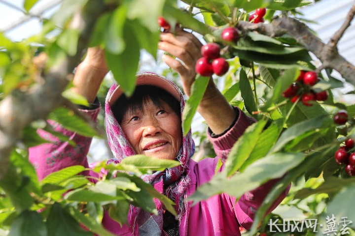 河北秦皇岛：大棚樱桃采摘忙