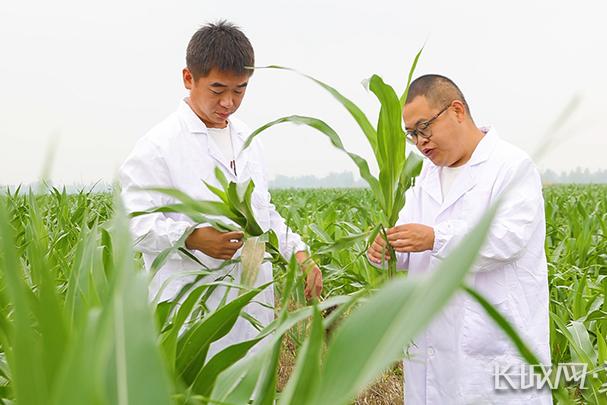 南皮：良种种好粮 盐碱地上玉米香