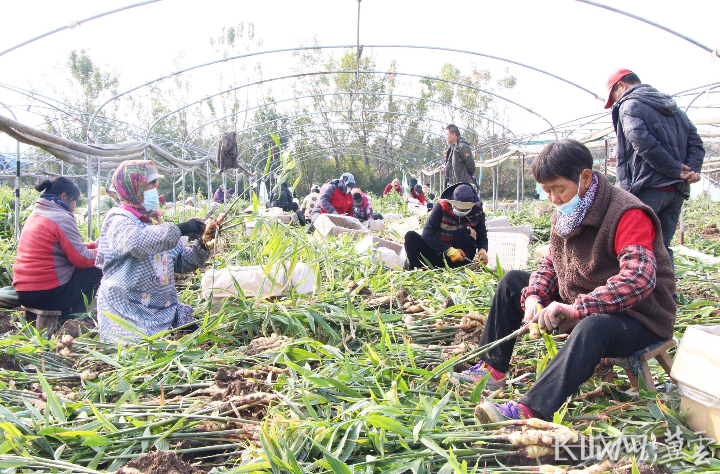 保定高阳县：特色种植种出美好“姜”来