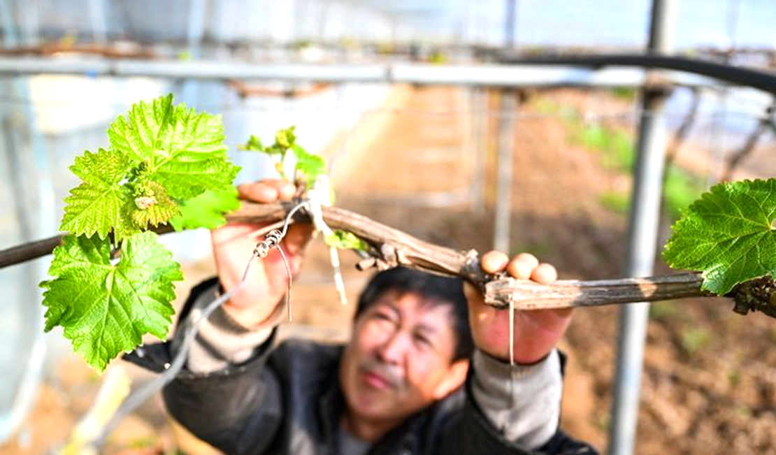 葡萄园里春光好