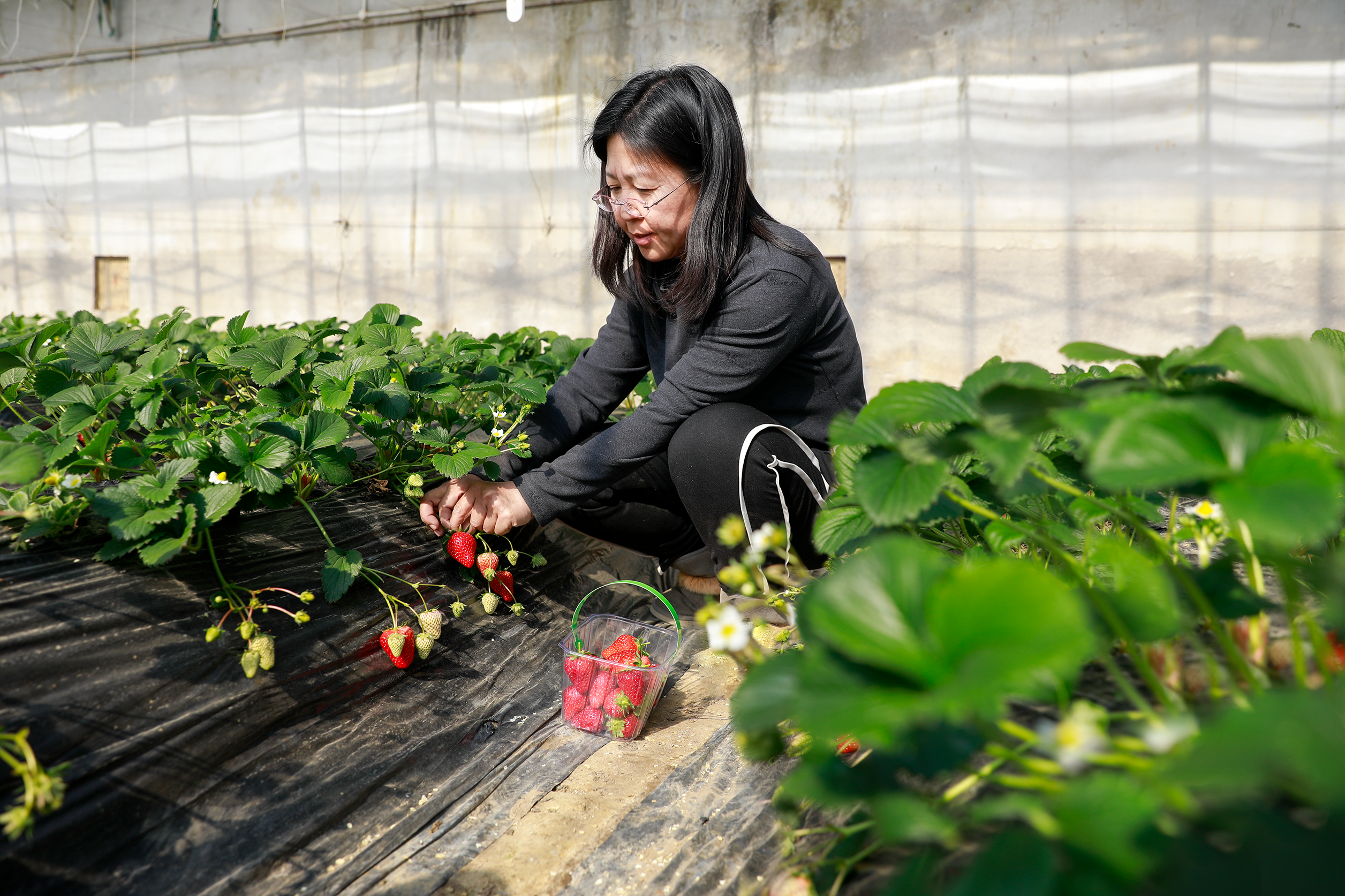 大厂：草莓采摘正当时 尽享田园好时光