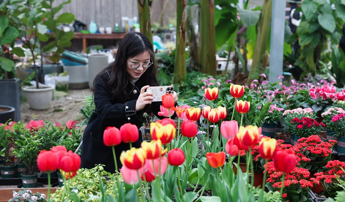 美丽乡村迎来“鲜花经济”的春天