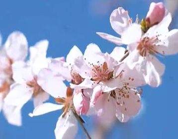 微视频丨春日桃花映滹沱