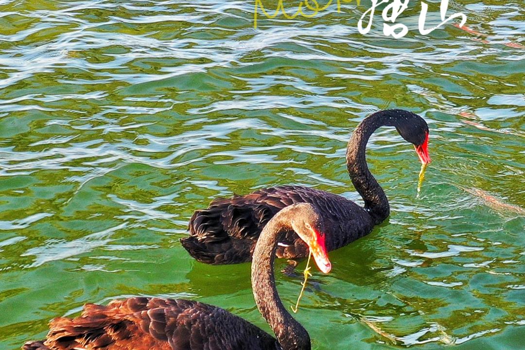 早上好唐山丨2025年4月21日（滦河水利风景区的黑天鹅）