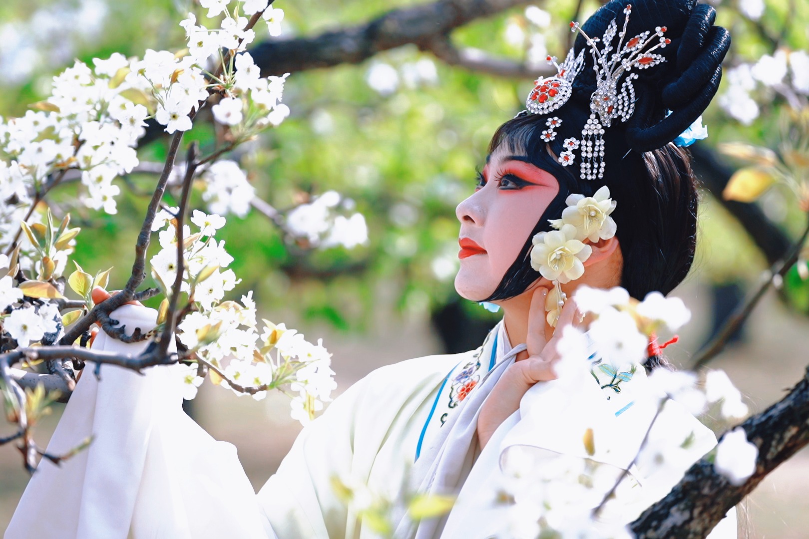 百年梨花开好了，益田人@你快来！