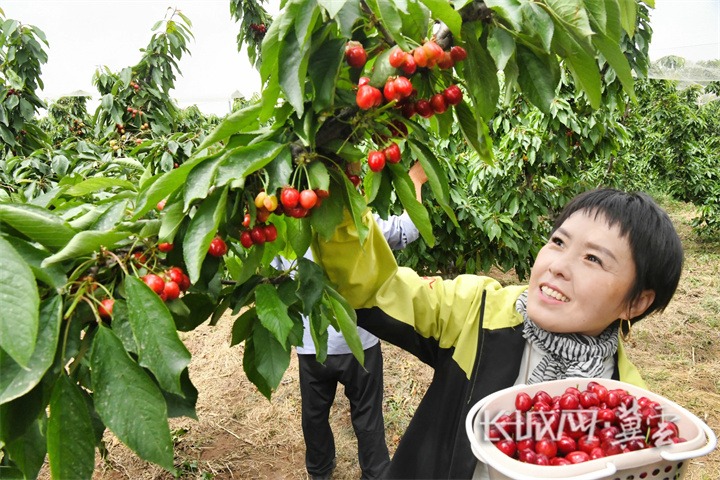 邯郸广平：樱桃成熟 果香四溢采摘忙