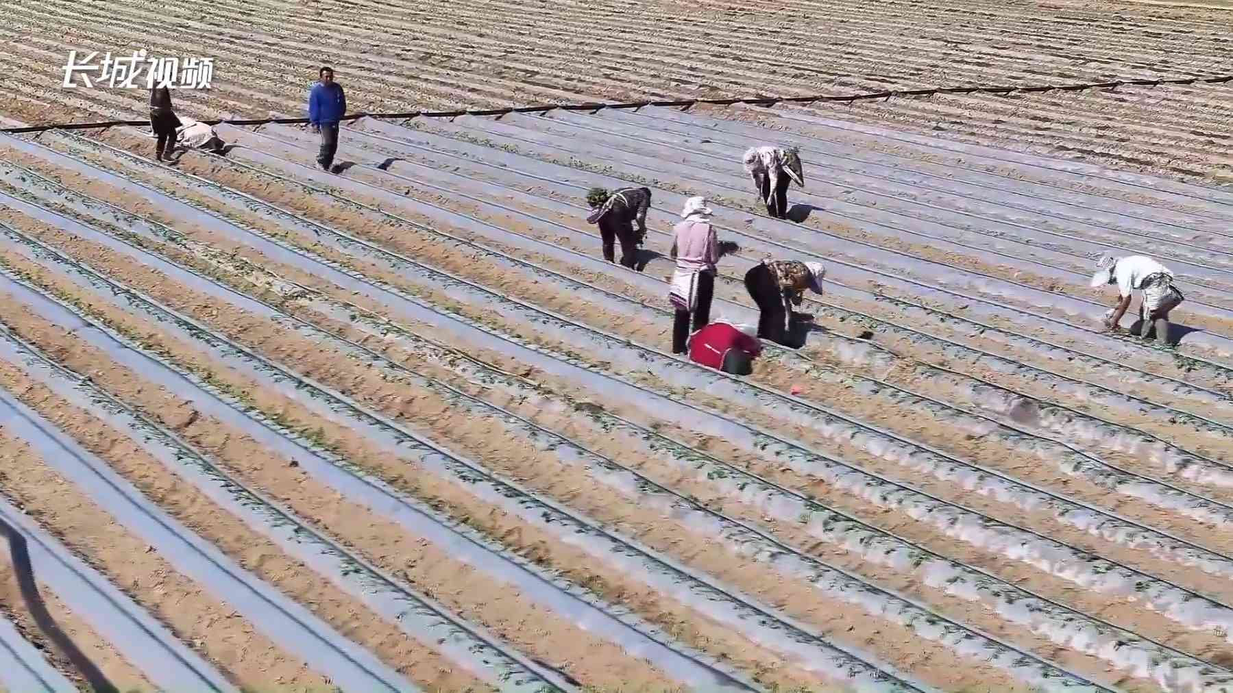 河北白沟新城：红薯栽种忙 增收添“薯光”