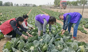 “助农惠农 甘蓝突围”爱心义卖