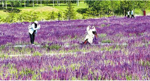 废弃矿山变身生态公园