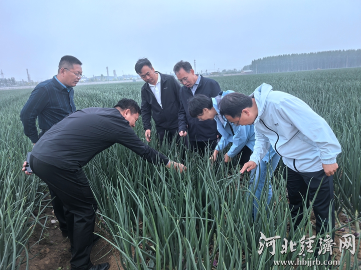 长城观察丨秦皇岛蔬菜：一条“精致农业”的破局之路