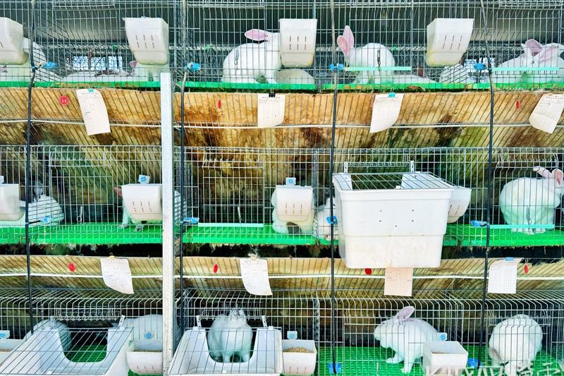 康保县肉兔养殖“蹦”出乡村振兴新活力