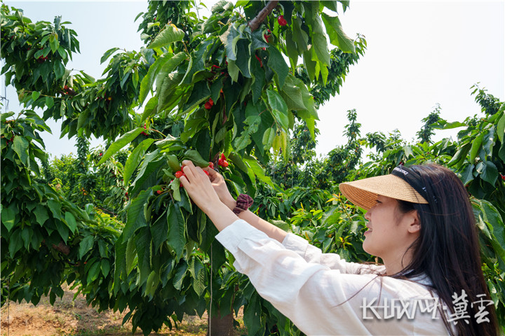 山海关区第二十届大樱桃节开幕