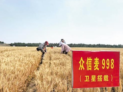 航天小麦迎来收获季