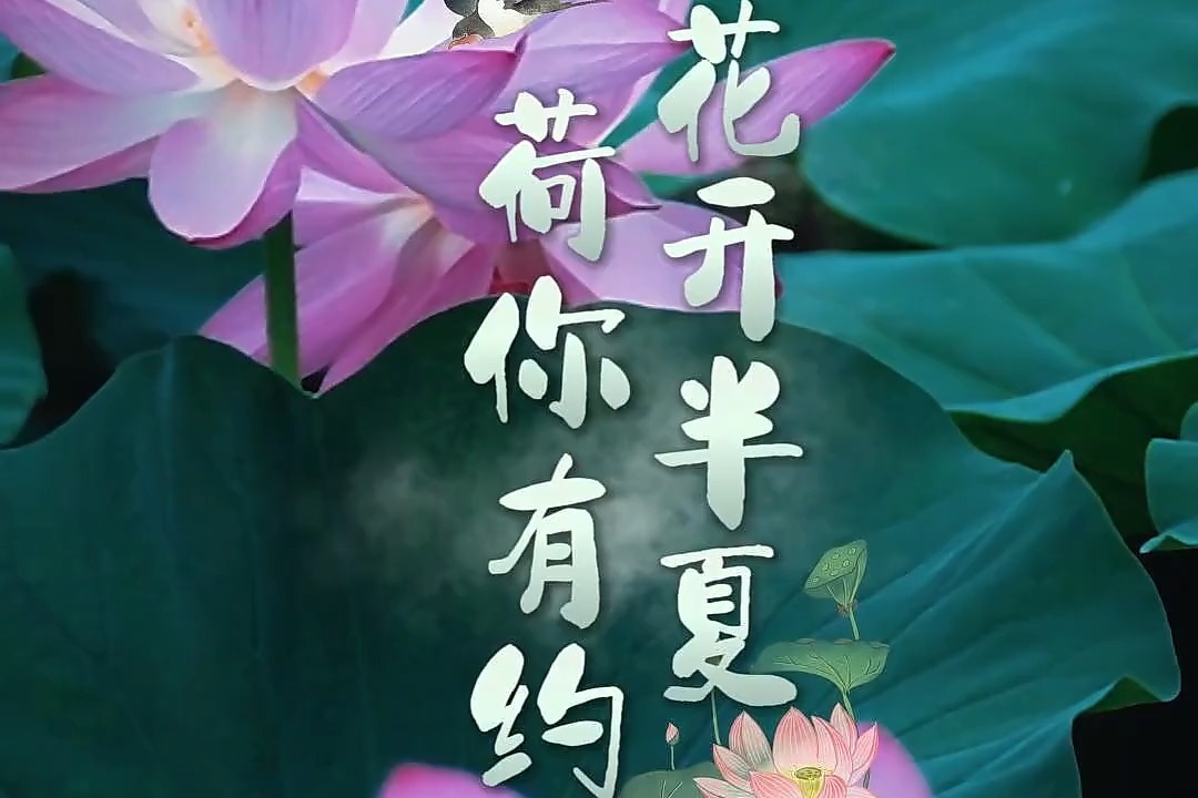 河北涿州：夏日赏荷觅清凉