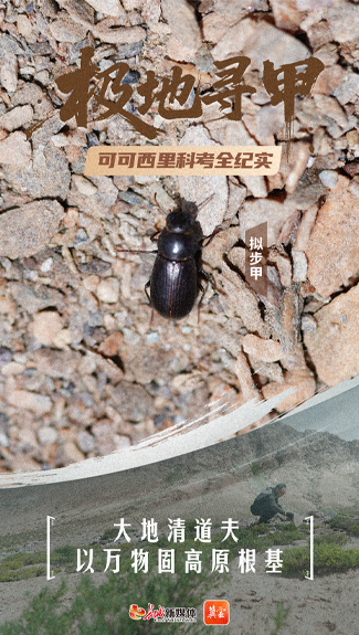 海报集 | 虫迹天路，可可西里生命密码——生命篇