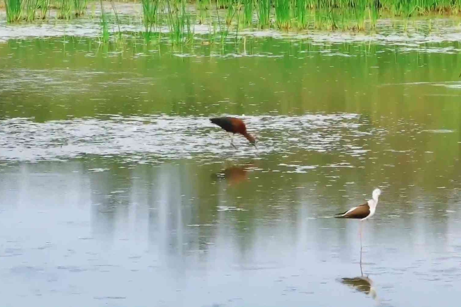 国家一级保护动物彩鹮时隔15年再现衡水湖