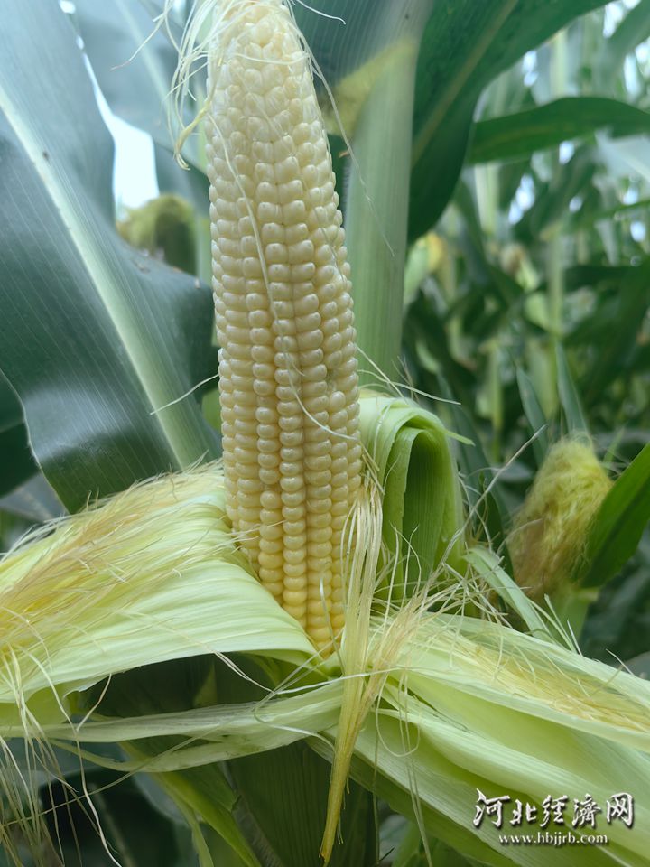 邢台市南和区王庄村夏玉米长势良好。河北经济日报记者 贾宏博 摄_副本