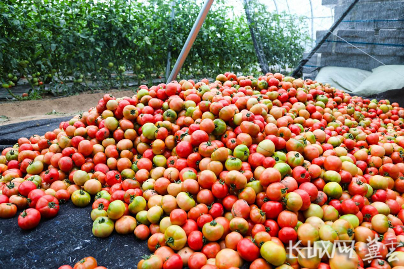 塞北管理区精品番茄种植引领现代农业焕新