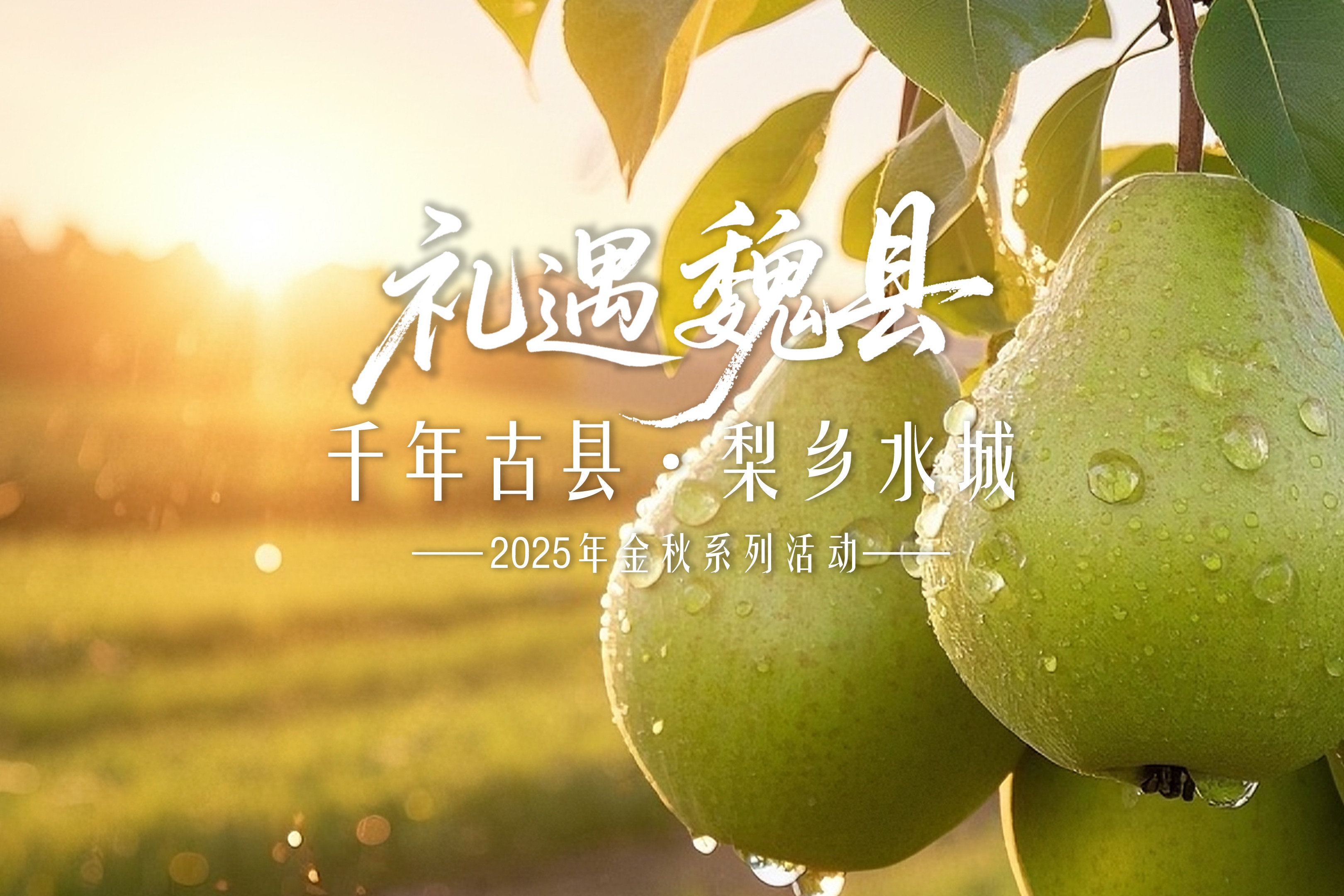 2025“礼遇魏县”金秋系列活动 | 魏县金秋盛宴明日开启！四大板块引爆梨乡狂欢