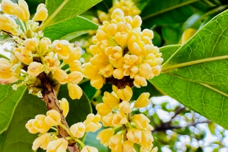中疾控：这样吃桂花 温暖脾胃促消化