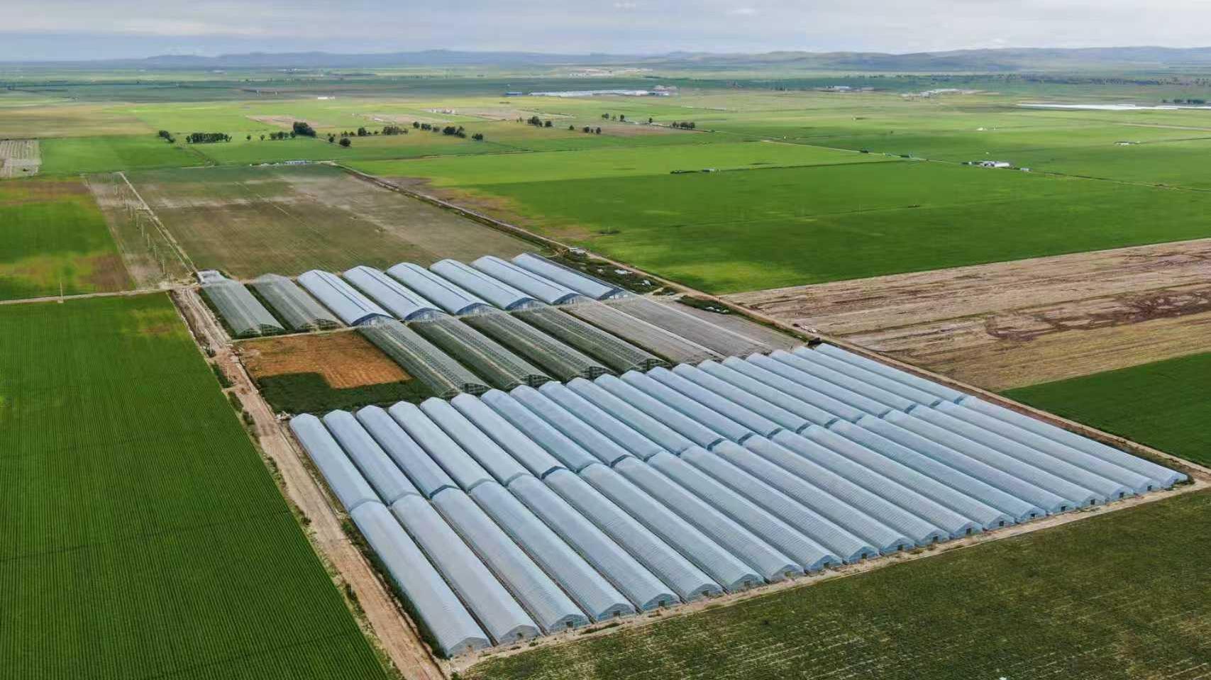 塞北“小番茄”撬动富民大产业