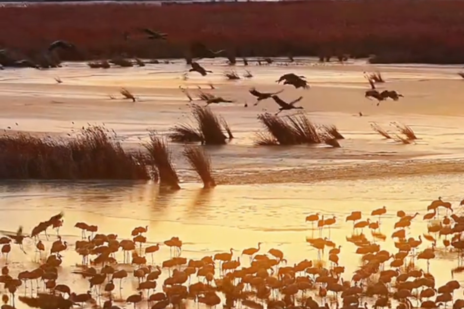 百姓看联播 | 衡水湖“黄金观鸟季”来啦