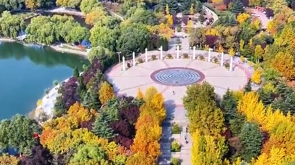 石家庄鹿泉区：海山银杏鎏金时