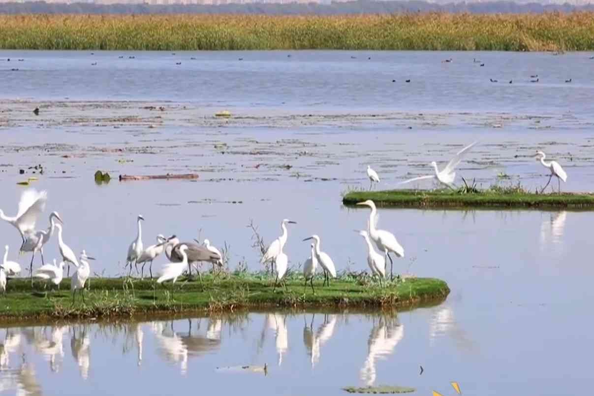 衡水湖候鸟翩跹 一汪碧水藏生机