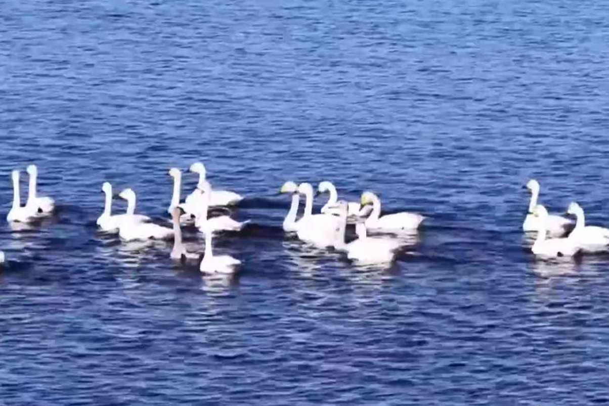看！成群的候鸟，正在衡水湖画出最灵动的航线