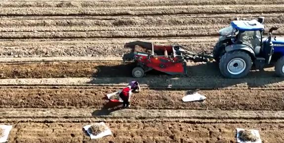 石家庄栾城区：药材丰收采挖忙 开出增收“致富方”