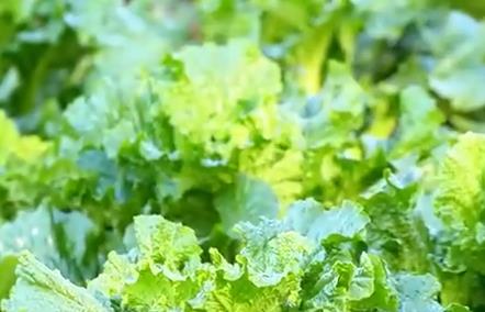 石家庄鹿泉区：传统科技融合 白菜丰收在望