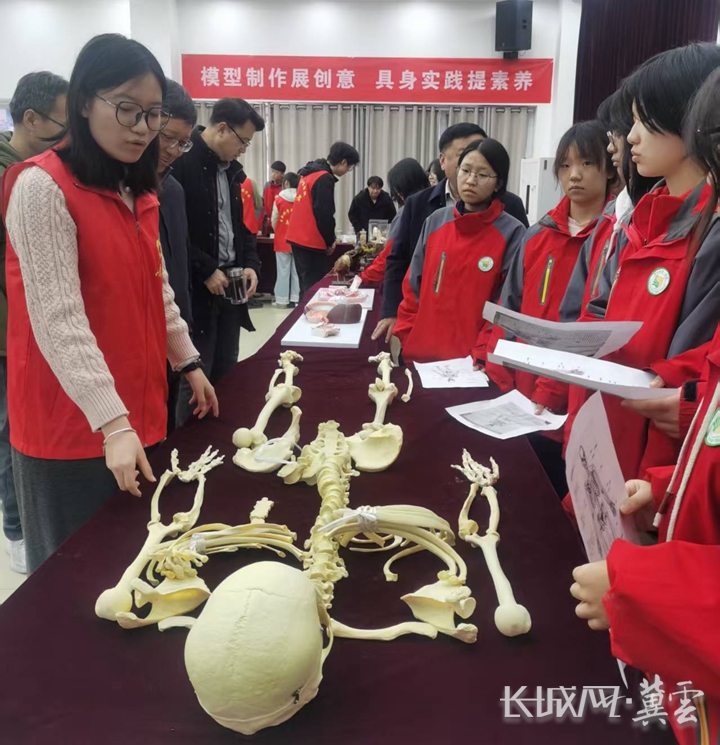 人体骨骼讲解_副本