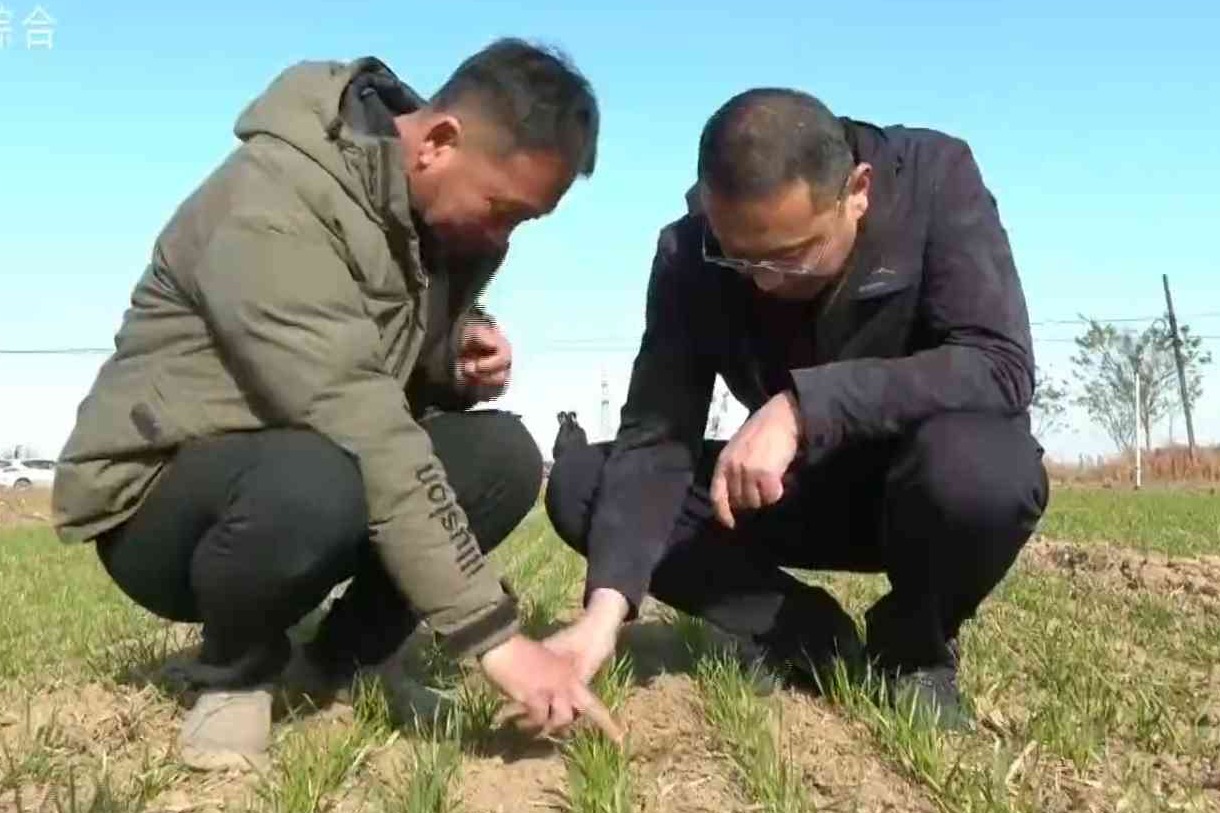 安平县：农技服务到田间 冬小麦“管”出丰收底气