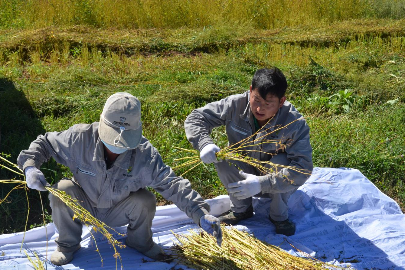 《风物·河北篇》⑤丨康保荞麦：坝上小杂粮铸就健康“金色名片”