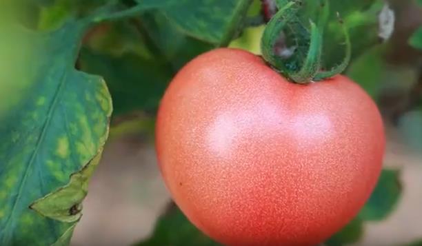 石家庄元氏：番茄映“红”致富路