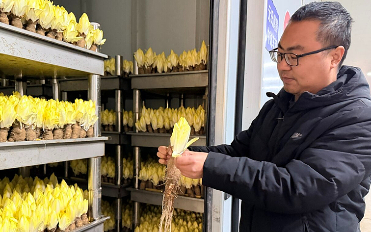 浑身都是宝！“蔬菜王子”很抢手