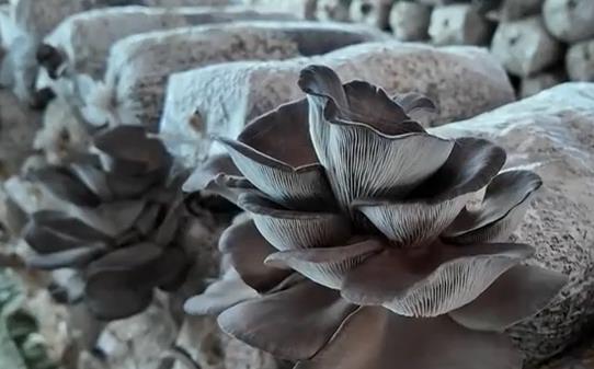 石家庄元氏：小蘑菇谱写增收大文章