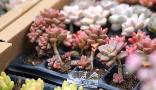 河北石家庄：花卉市场花香溢满迎佳节