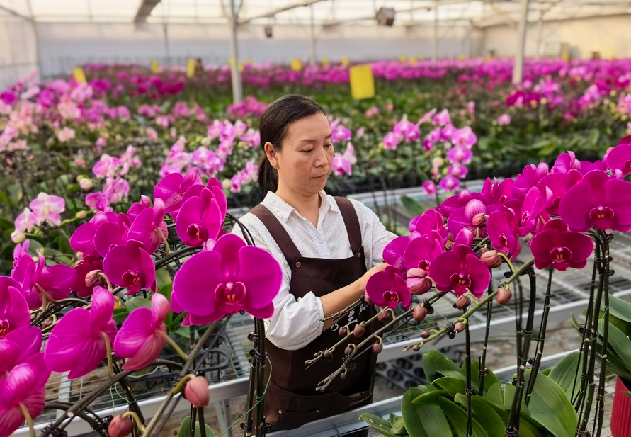 蝴蝶兰冬日走俏 引领鲜花消费热潮