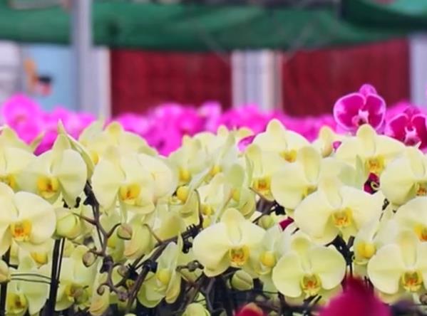 石家庄高邑：小小蝴蝶兰绽放大产业