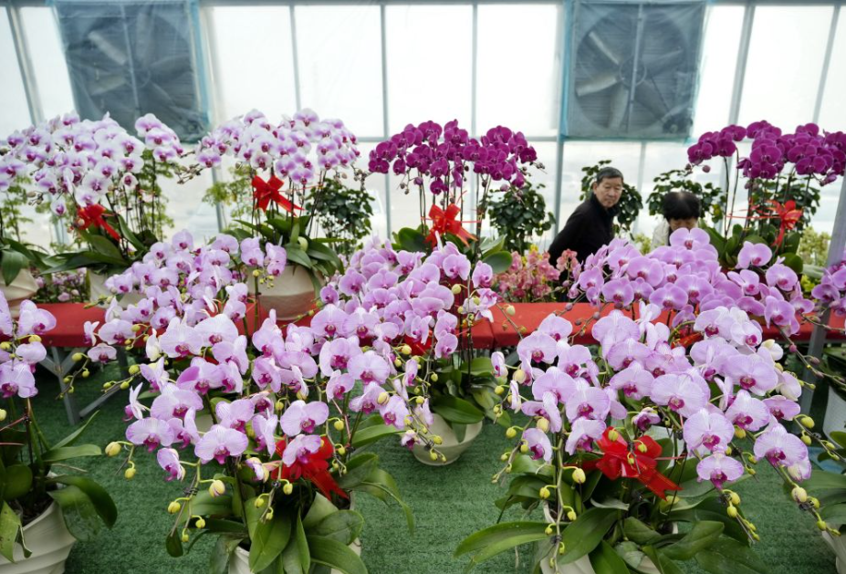 河北滦州：温室大棚暖寒冬