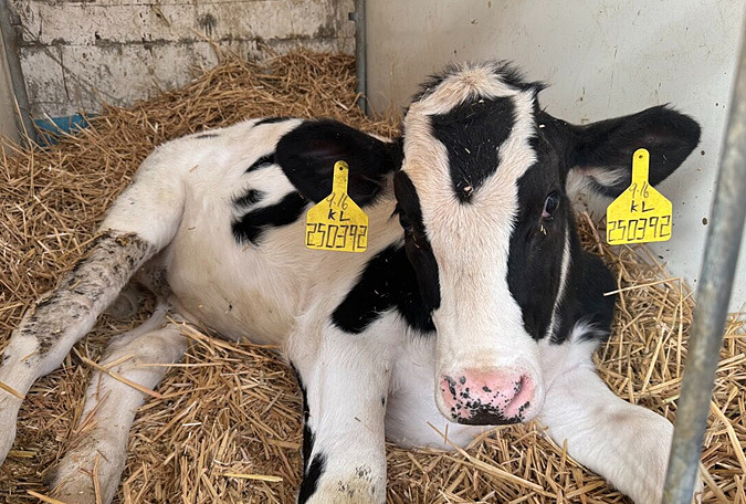 世界首批胚胎干细胞基因编辑克隆牛诞生记