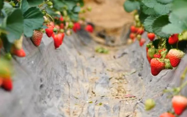 石家庄新乐：草莓上市采摘忙 乡村振兴产业旺